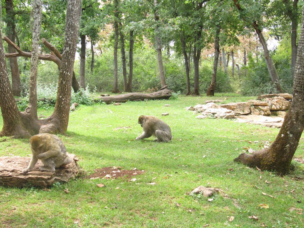 Camping Moulin De Chaules Saint-Constant Εξωτερικό φωτογραφία